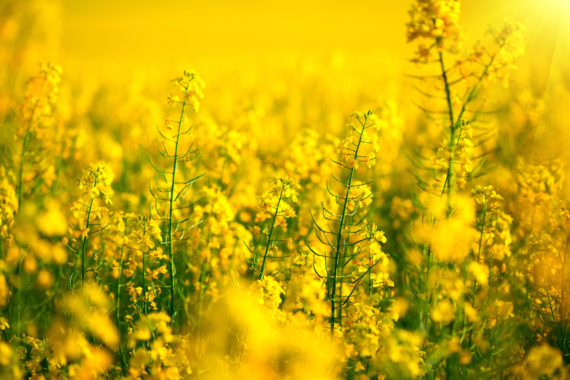 Pouring Canola